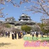 観光地に戻った春のにぎわい ～愛媛・松山城～【令和のサクラ】｜TBS NEWS DIG