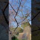 桜咲く 熊本城 　#熊本城 #kumamotocastle #youtubeshorts  #Castle #Japan #shorts