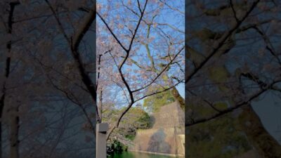 桜咲く 熊本城 #熊本城 #kumamotocastle #youtubeshorts #Castle #Japan #shorts