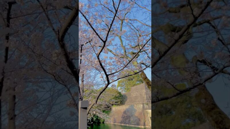 桜咲く 熊本城 　#熊本城 #kumamotocastle #youtubeshorts  #Castle #Japan #shorts