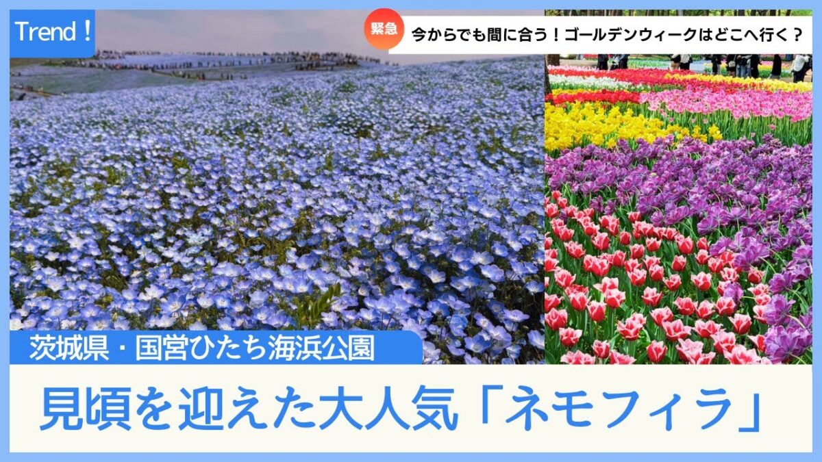 ネモフィラが咲き誇る国営ひたち海浜公園！2025年最新！見頃はまさにゴールデンウィークど真ん中！