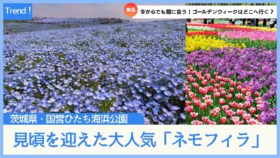 ネモフィラが咲き誇る国営ひたち海浜公園！2025年最新！見頃はまさにゴールデンウィークど真ん中！