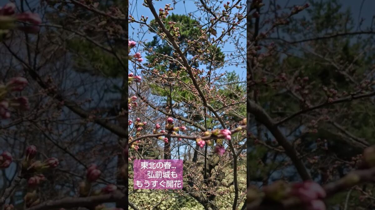 桜の名所『弘前城』もうすぐ桜開花！！ #青森県#弘前市#弘前城#さくらまつり#日本の春#桜#cherry blossom