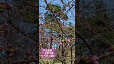 桜の名所『弘前城』もうすぐ桜開花！！ #青森県#弘前市#弘前城#さくらまつり#日本の春#桜#cherry blossom