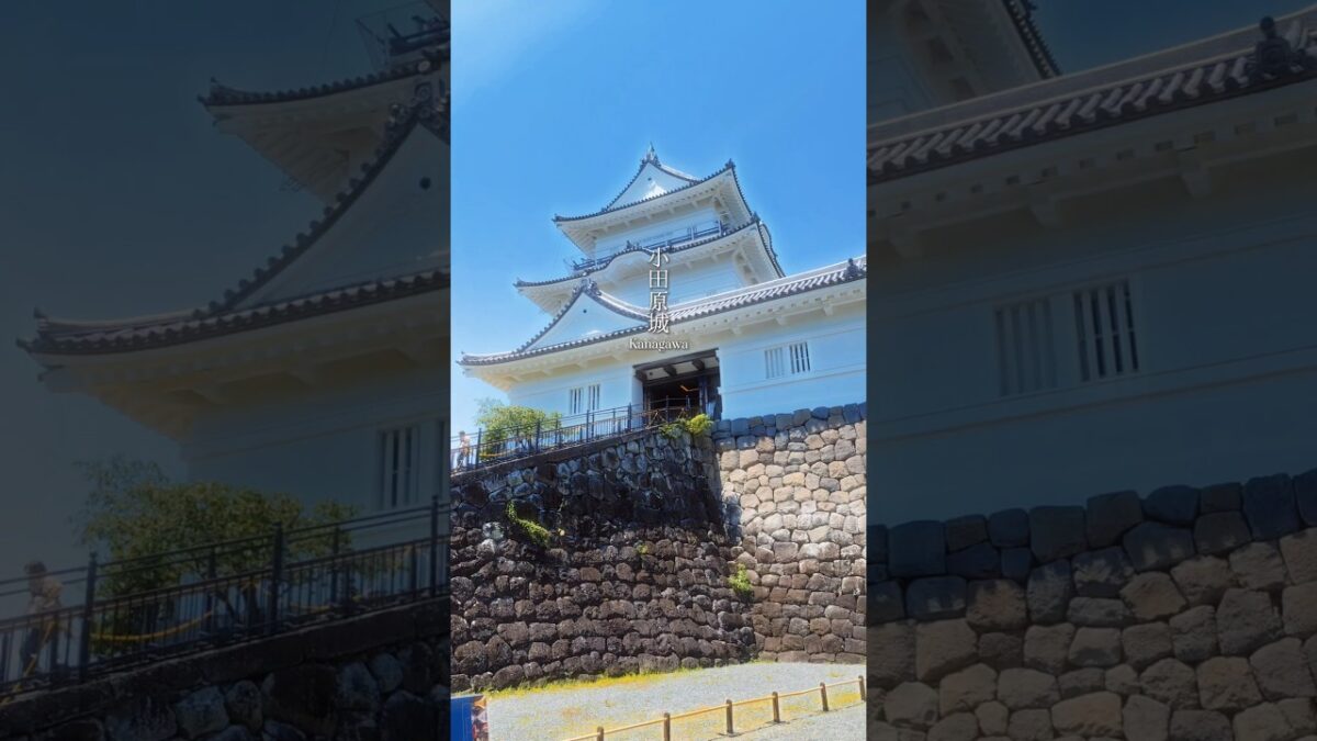 紫陽花咲き乱れる小田原城🏯 #絶景 #旅行 #観光 #flowers #神奈川県