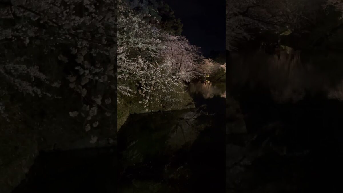 弘前城での夜桜。堀の水に浮かぶ夜桜いいですね。   #さくら #sakura #cherryblossom #桜 #弘前 #弘前公園 #弘前城 #旅行 #travel #夜桜 #内堀 #城