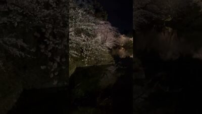 弘前城での夜桜。堀の水に浮かぶ夜桜いいですね。   #さくら #sakura #cherryblossom #桜 #弘前 #弘前公園 #弘前城 #旅行 #travel #夜桜 #内堀 #城