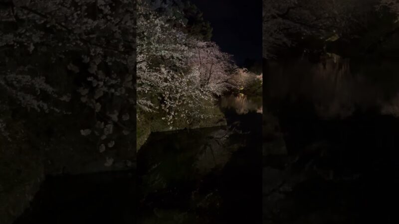 弘前城での夜桜。堀の水に浮かぶ夜桜いいですね。   #さくら #sakura #cherryblossom #桜 #弘前 #弘前公園 #弘前城 #旅行 #travel #夜桜 #内堀 #城