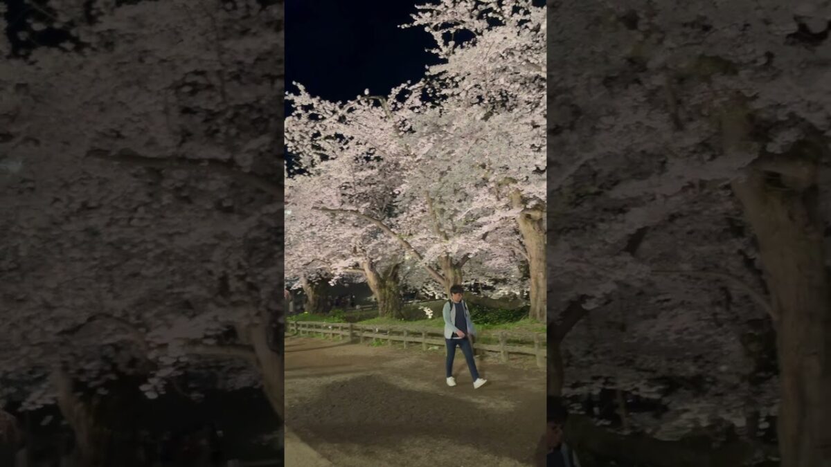 弘前城での夜桜。桜がライトアップ。素晴らしい！   #さくら #sakura #cherryblossom #桜 #弘前 #弘前公園 #弘前城 #旅行 #travel #夜桜 #内堀 #城