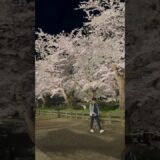弘前城での夜桜。桜がライトアップ。素晴らしい！   #さくら #sakura #cherryblossom #桜 #弘前 #弘前公園 #弘前城 #旅行 #travel #夜桜 #内堀 #城