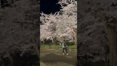 弘前城での夜桜。桜がライトアップ。素晴らしい！   #さくら #sakura #cherryblossom #桜 #弘前 #弘前公園 #弘前城 #旅行 #travel #夜桜 #内堀 #城