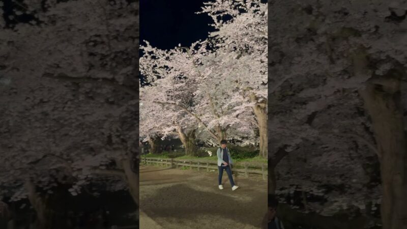 弘前城での夜桜。桜がライトアップ。素晴らしい！   #さくら #sakura #cherryblossom #桜 #弘前 #弘前公園 #弘前城 #旅行 #travel #夜桜 #内堀 #城