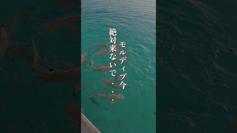 【モルディブ今絶対来ないで😭😭】モルディブこんなにも絶望するなんて思わなかった…。初日やばすぎた…。#モルディブ #モルディブ旅行 #アジア #アジア旅行 #海外 #海外旅行