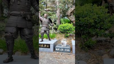 トビオと巡る！浜松城🏯Castle Tour with Tobio: Hamamatsu Castle #城#浜松市#トイプード#castleexploration #toypoodle