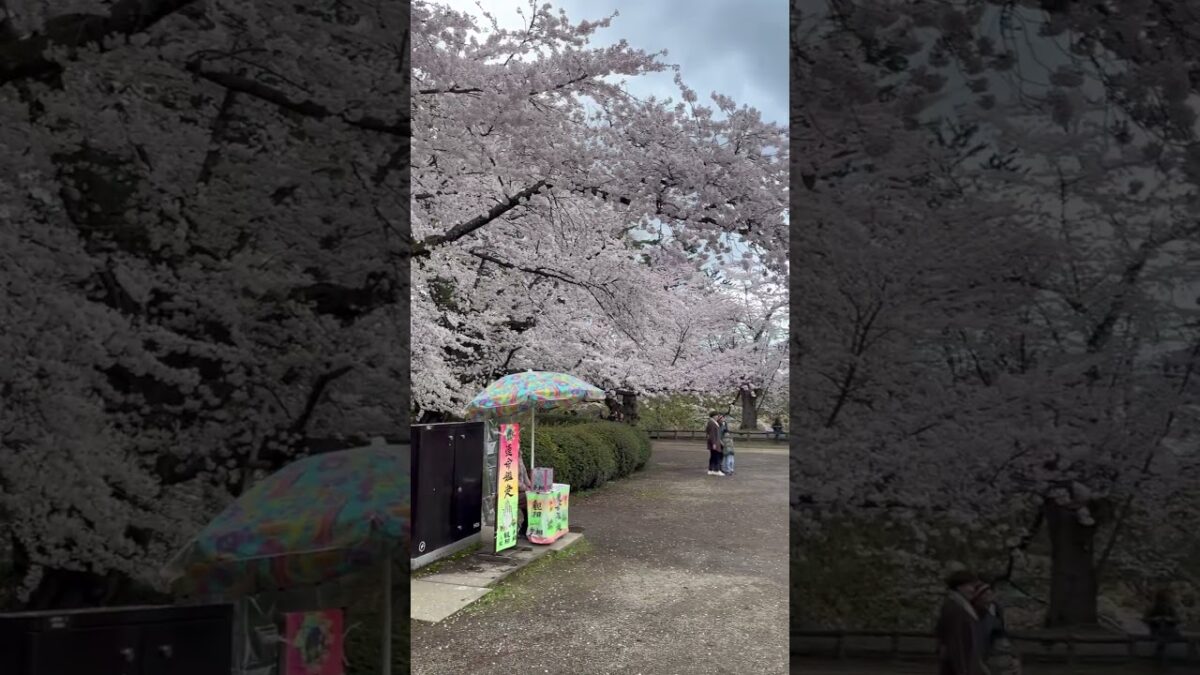 弘前城に桜を見にきました！ 毎年見たい桜ですね？   #さくら #sakura #cherryblossom #桜 #弘前 #弘前公園 #弘前城 #旅行 #travel #夜桜 #中堀 #城