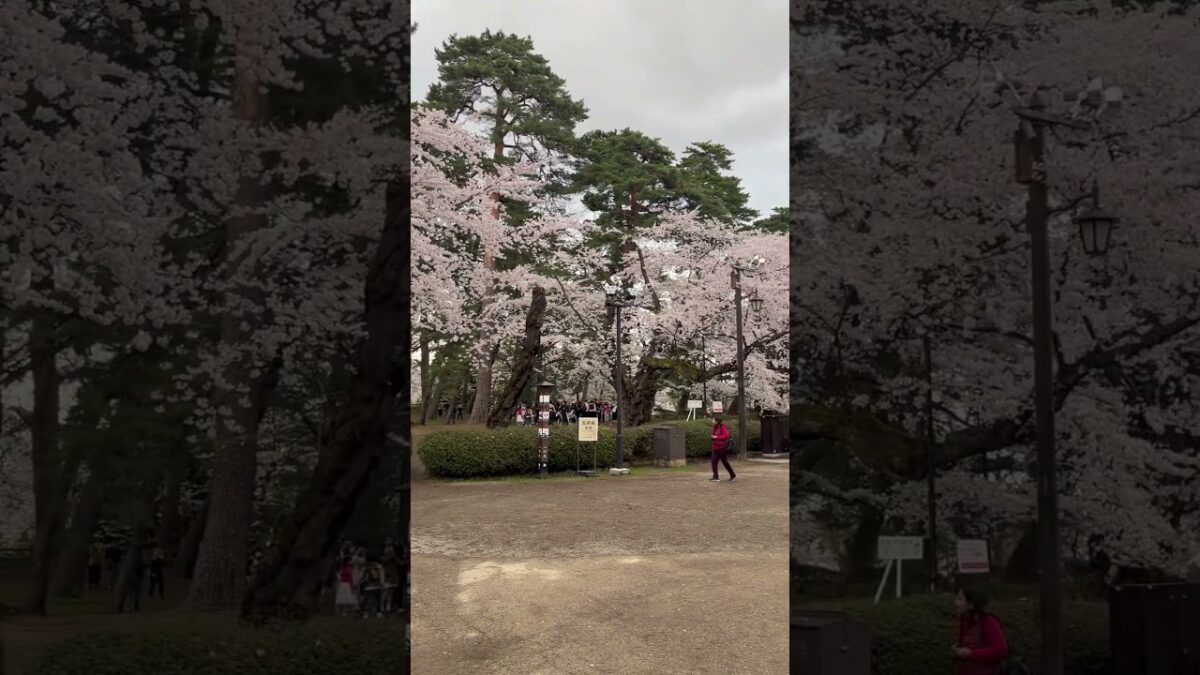弘前城に桜を見にきました！ 少し青空も見え始めました？   #さくら #sakura #cherryblossom #桜 #弘前 #弘前公園 #弘前城 #旅行 #travel #夜桜 #中堀 #城