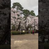 弘前城に桜を見にきました！ 少し青空も見え始めました？   #さくら #sakura #cherryblossom #桜 #弘前 #弘前公園 #弘前城 #旅行 #travel #夜桜 #中堀 #城