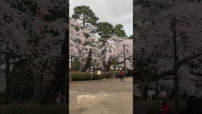 弘前城に桜を見にきました！ 少し青空も見え始めました？   #さくら #sakura #cherryblossom #桜 #弘前 #弘前公園 #弘前城 #旅行 #travel #夜桜 #中堀 #城