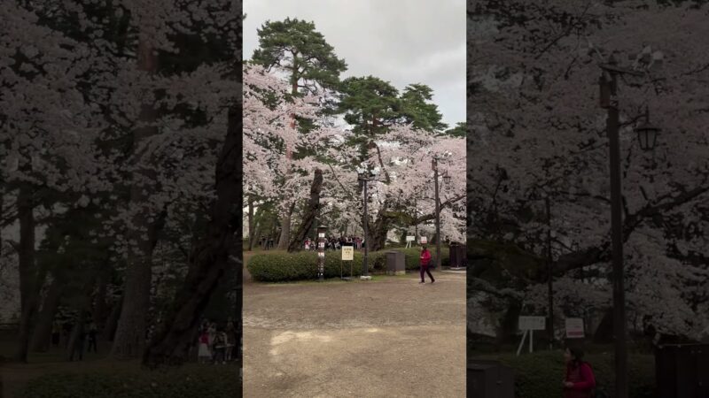 弘前城に桜を見にきました！ 少し青空も見え始めました？   #さくら #sakura #cherryblossom #桜 #弘前 #弘前公園 #弘前城 #旅行 #travel #夜桜 #中堀 #城