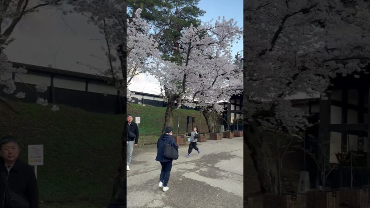 弘前城、桜と追手門 いいですね？   #さくら #sakura #cherryblossom #桜 #弘前 #弘前公園 #弘前城 #旅行 #travel #日本一 #追手門