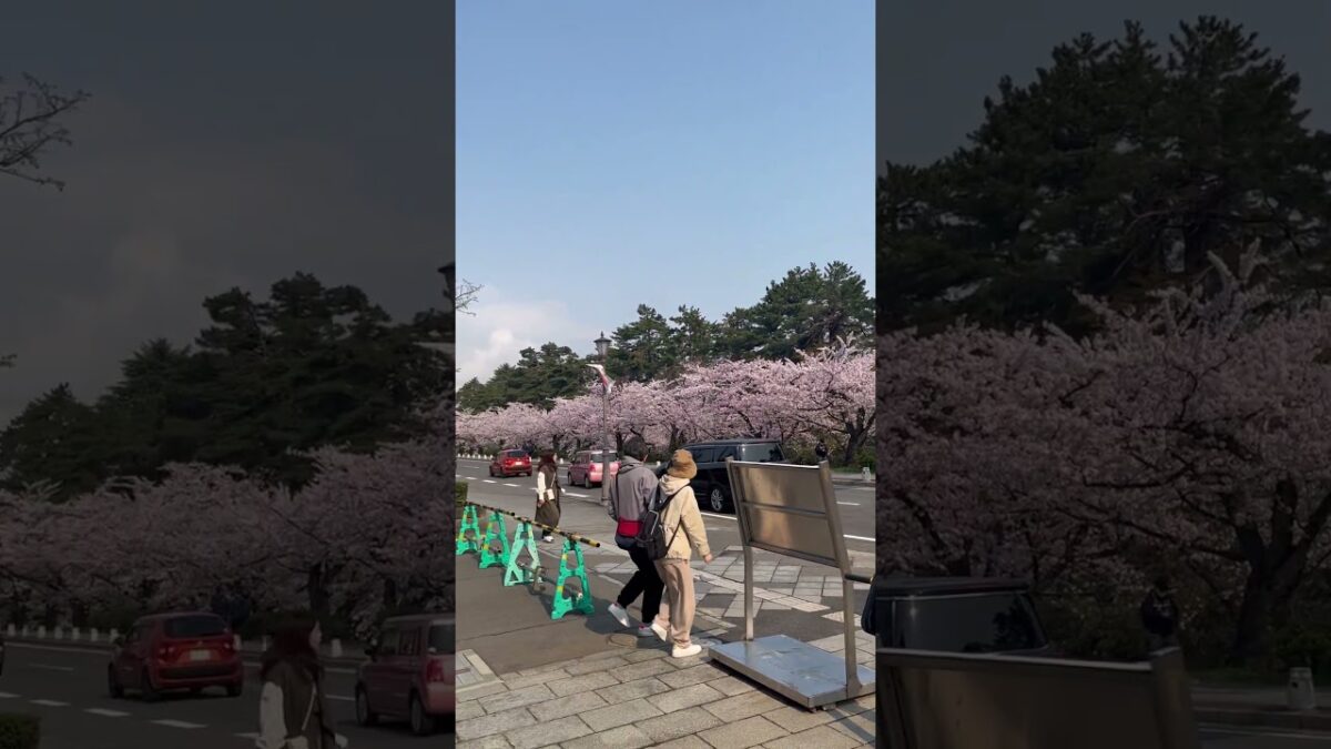 弘前城の外堀沿いに桜が満開！ここもキレイですね？   #さくら #sakura #cherryblossom #桜 #弘前 #弘前公園 #弘前城 #旅行 #travel #日本一 #市役所