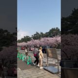 弘前城の外堀沿いに桜が満開！ここもキレイですね？   #さくら #sakura #cherryblossom #桜 #弘前 #弘前公園 #弘前城 #旅行 #travel #日本一 #市役所