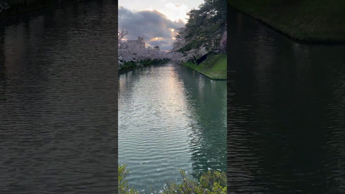 弘前城、外堀に桜を見ながら追手門を望む   #さくら #sakura #cherryblossom #桜 #弘前 #弘前公園 #弘前城 #旅行 #travel #日本一 #追手門