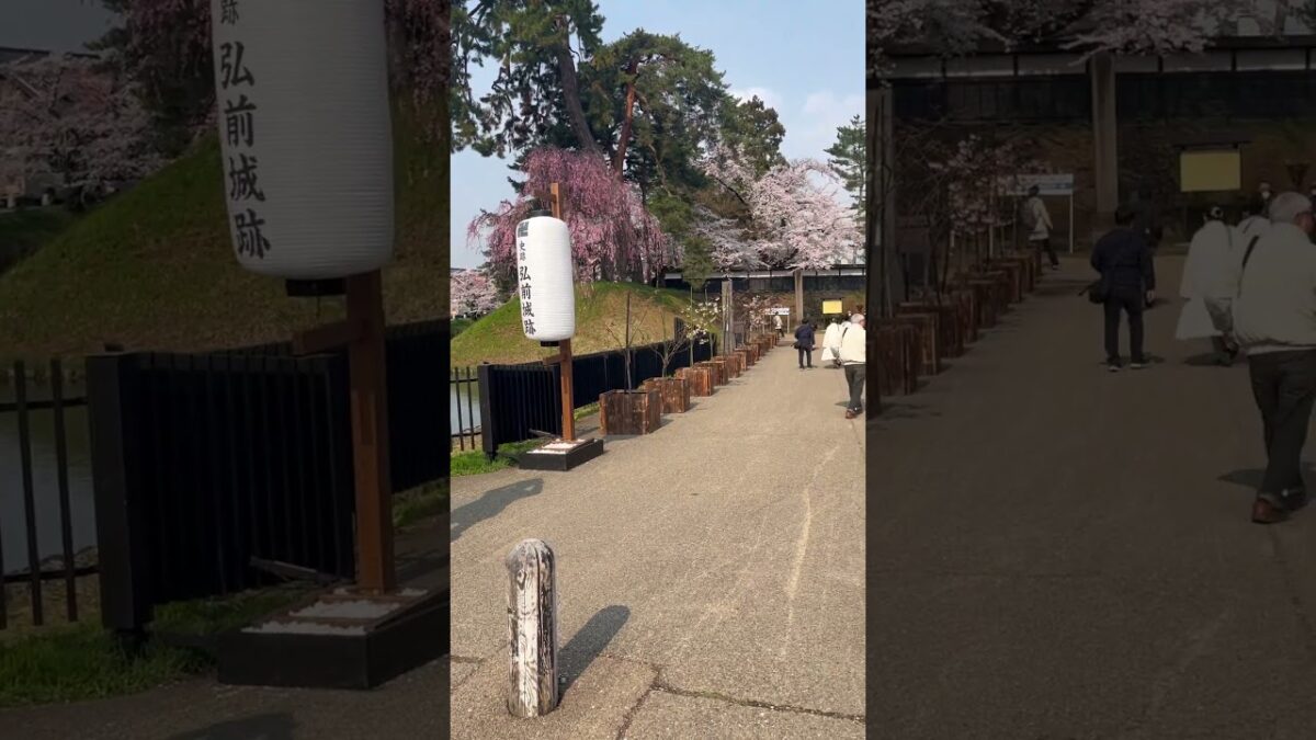 弘前城、追手門と桜と外堀と市役所 👍   #さくら #sakura #cherryblossom #桜 #弘前 #弘前公園 #弘前城 #旅行 #travel #日本一 #追手門