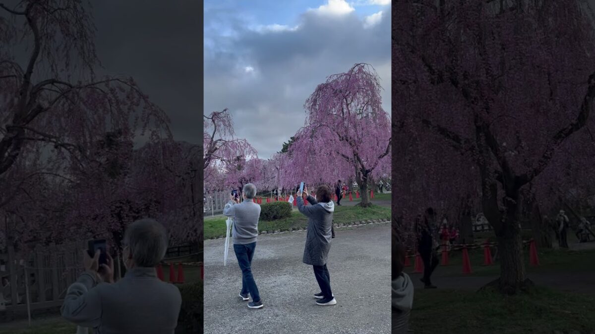 枝垂れ桜、満開。弘前城最高でした！   #さくら #sakura #cherryblossom #桜 #弘前 #弘前公園 #弘前城 #旅行 #travel #日本一 #本丸 #枝垂れ桜 #満開