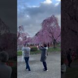 枝垂れ桜、満開。弘前城最高でした！   #さくら #sakura #cherryblossom #桜 #弘前 #弘前公園 #弘前城 #旅行 #travel #日本一 #本丸 #枝垂れ桜 #満開