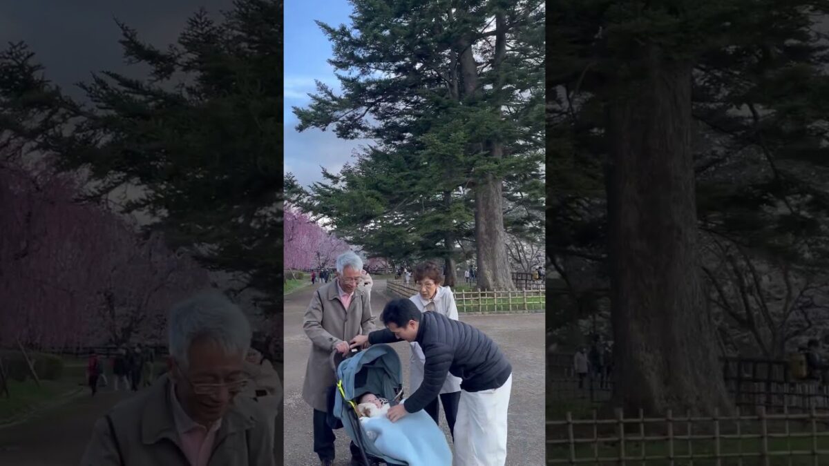 弘前城に桜を見にきました！ いいゴールデンウィークでした。  #さくら #sakura #cherryblossom #桜 #弘前 #弘前公園 #弘前城 #旅行 #travel #日本一 #本丸