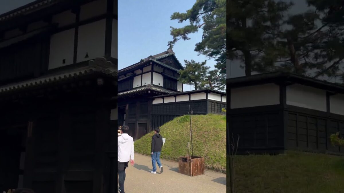 来年も行きたい弘前城、外堀に満開の桜    #さくら #sakura #cherryblossom #桜 #弘前 #弘前公園 #弘前城 #旅行 #travel #日本一 #追手門 #満開の桜 #満開