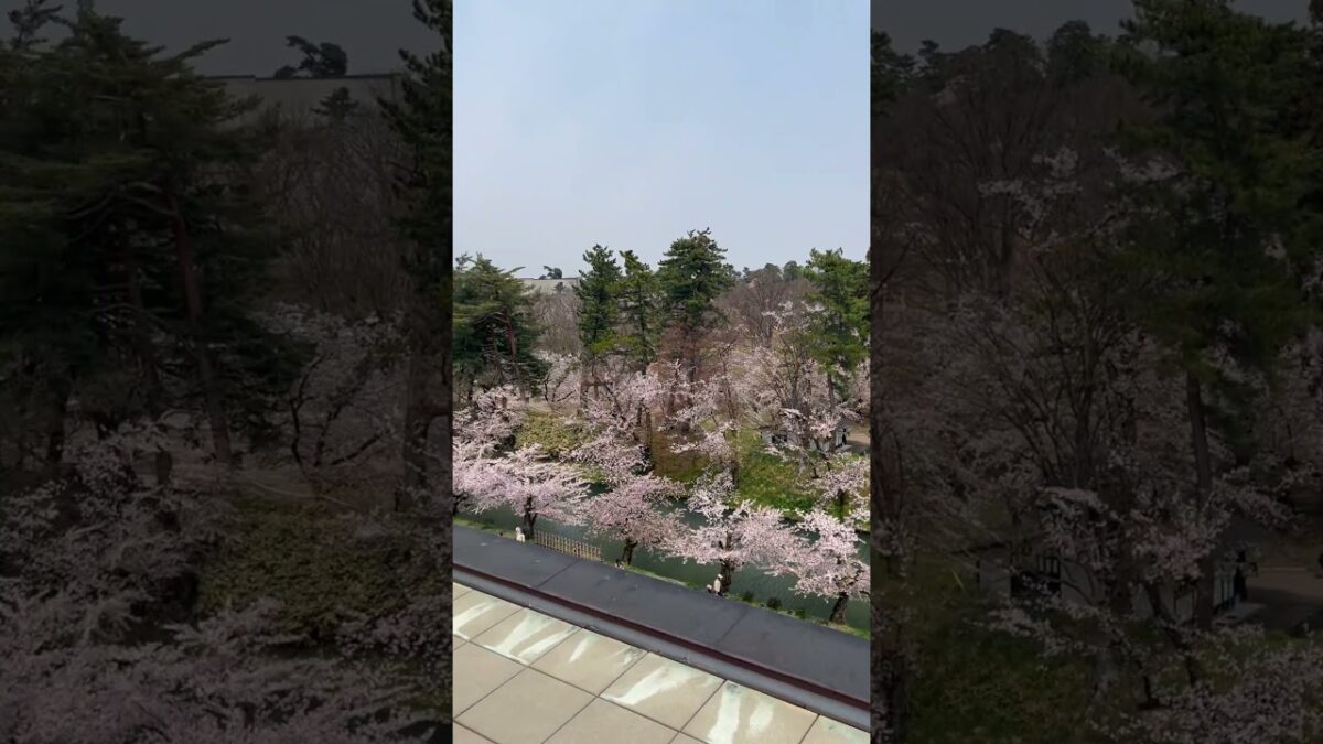 弘前市役所の屋上より弘前城の外堀の桜と岩木山   #さくら #sakura #cherryblossom #桜 #弘前 #弘前公園 #弘前城 #旅行 #travel #日本一 #外堀 #岩木山