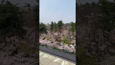 弘前市役所の屋上より弘前城の外堀の桜と岩木山   #さくら #sakura #cherryblossom #桜 #弘前 #弘前公園 #弘前城 #旅行 #travel #日本一 #外堀 #岩木山