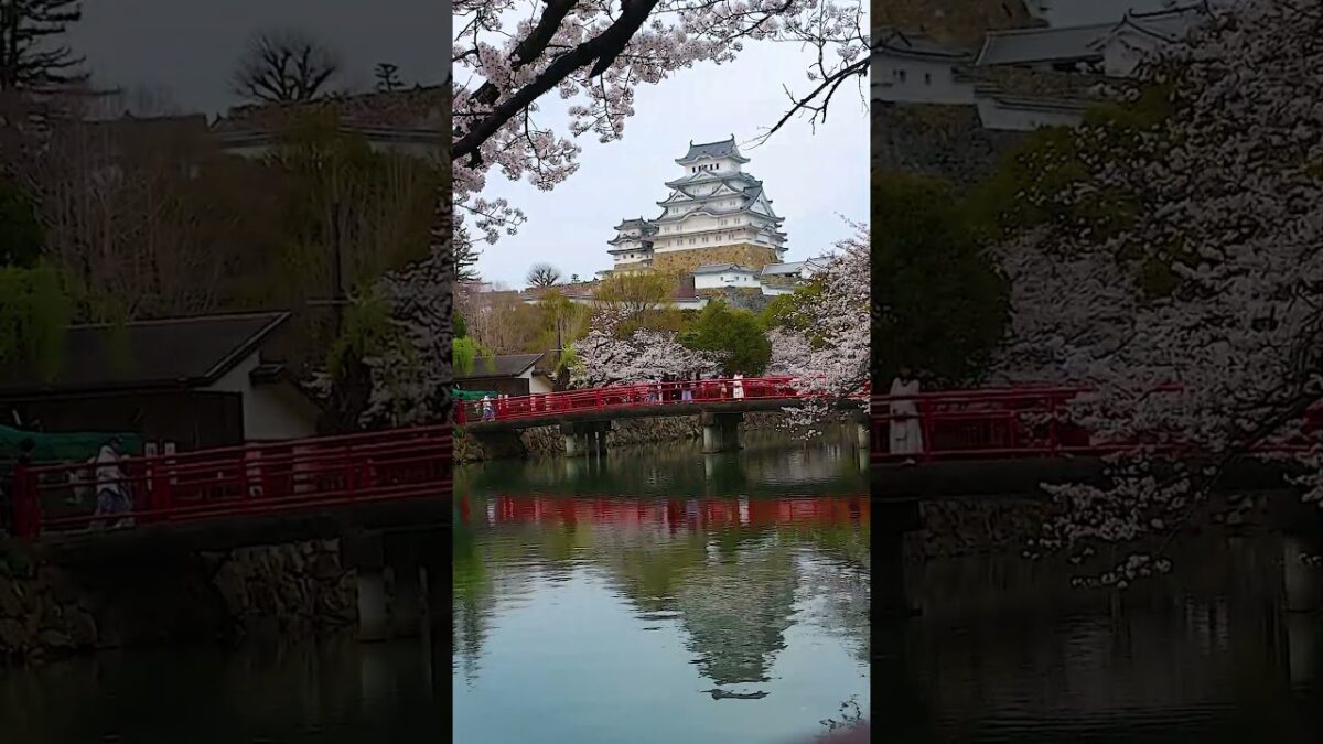 一生に一度は見たい、桜と城の絶景＃一生に一度＃絶景＃visit japan
