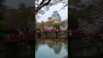 一生に一度は見たい、桜と城の絶景＃一生に一度＃絶景＃visit japan