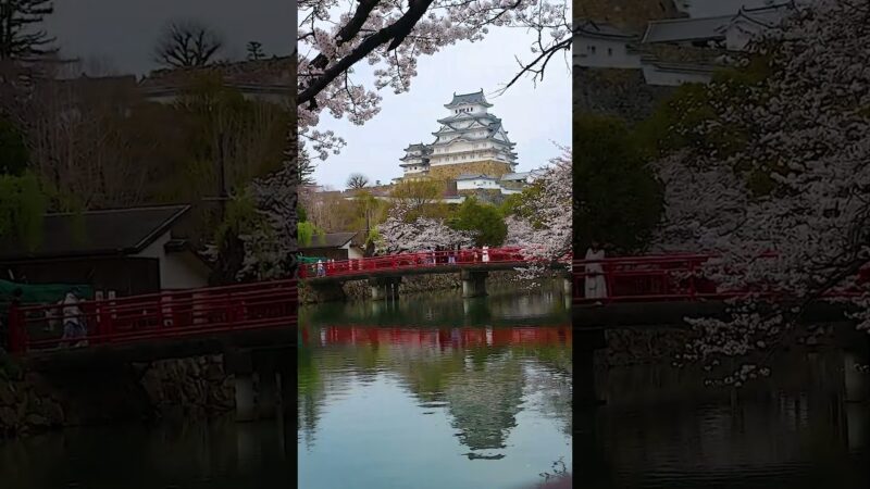 一生に一度は見たい、桜と城の絶景＃一生に一度＃絶景＃visit japan