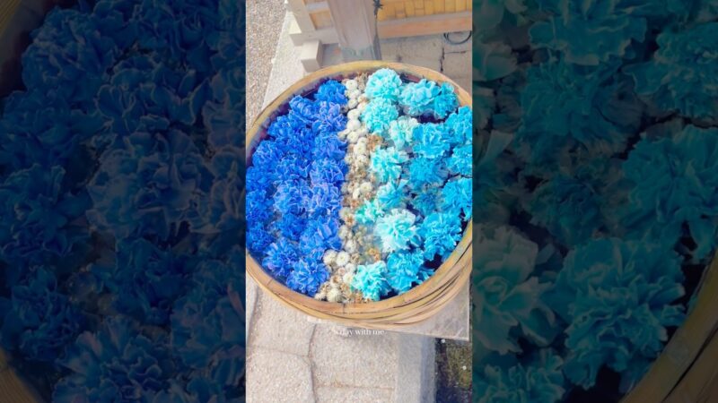 日本の6月🇯🇵#紫陽花 #旅行 #国内旅行 #vlog #女子旅 #japan #japantravel #japaneseculture #japanesefood