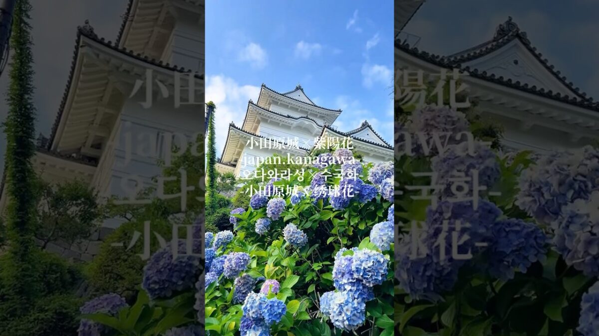 📍神奈川県【小田原城×紫陽花】小田原城で綺麗な紫陽花が見れます😌お城と紫陽花の景色は綺麗です！周りにも多くの紫陽花が咲いているので行ってみてね！#日本の風景 #旅行 #japan#紫陽花#小田原