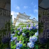 📍神奈川県【小田原城×紫陽花】小田原城で綺麗な紫陽花が見れます😌お城と紫陽花の景色は綺麗です！周りにも多くの紫陽花が咲いているので行ってみてね！#日本の風景 #旅行 #japan#紫陽花#小田原