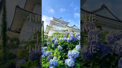 📍神奈川県【小田原城×紫陽花】小田原城で綺麗な紫陽花が見れます😌お城と紫陽花の景色は綺麗です!周りにも多くの紫陽花が咲いているので行ってみてね!#日本の風景 #旅行 #japan#紫陽花#小田原
