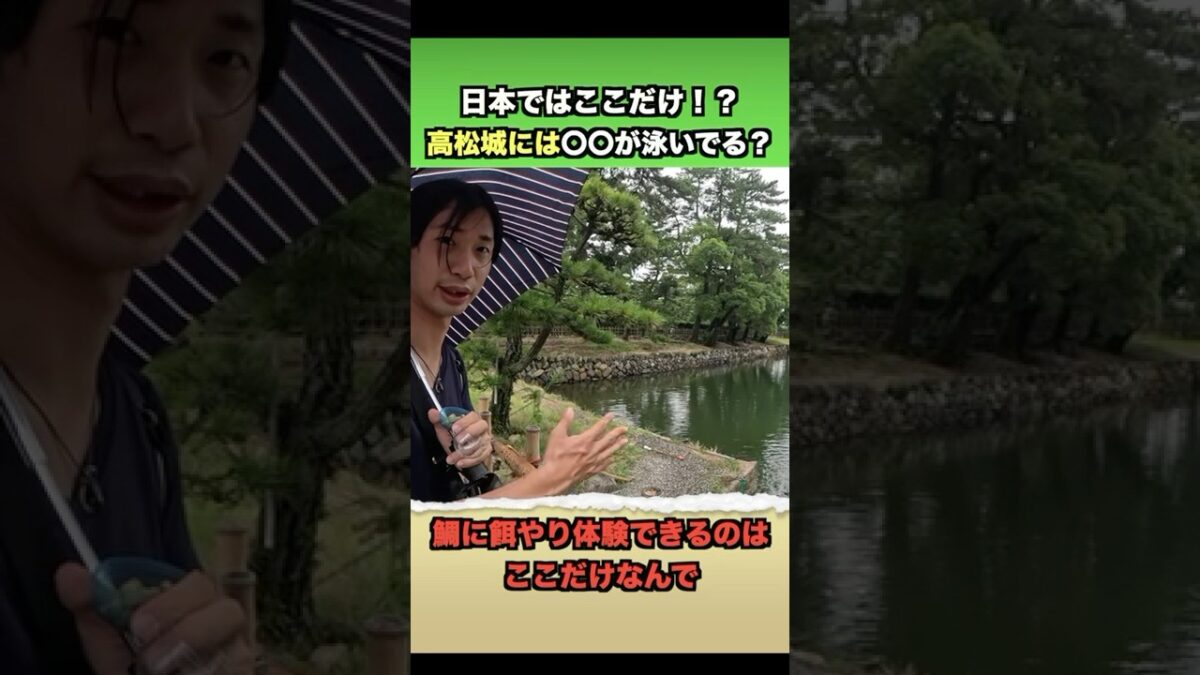 鯉ではなく鯛が泳ぐ城？！　#旅 #観光#旅行#ぶらり旅#高松#城#百名城