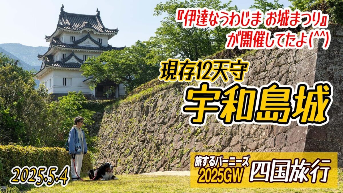 【四国車中泊犬旅】現存12天守の一つ、宇和島城のお城まつり！／2025GW四国旅行／大型犬散歩