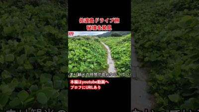 【佐渡島観光】新潟県佐渡島ドライブ旅行の思い出！#旅行vlog #国内旅行 #離島