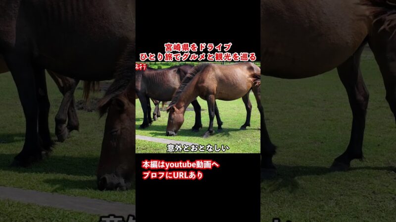 【宮﨑観光1人旅】都井岬ヤバい！宮崎のグルメと観光を楽しむドライブ旅行が最高だった #旅行vlog #ひとり旅 #宮﨑